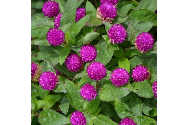 606T/36 GOMPHRENA PING PONG PURPLE