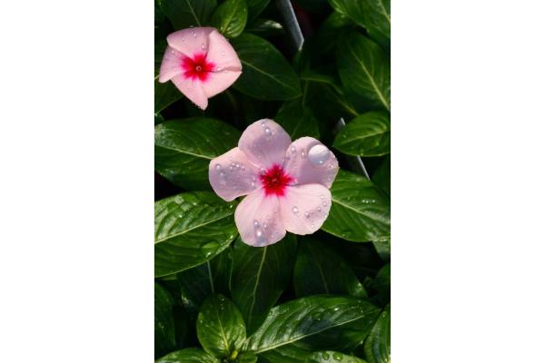 606T/36 VINCA BLOCKBUSTER APRICOT