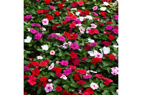 606T/36 VINCA BLOCKBUSTER MIX