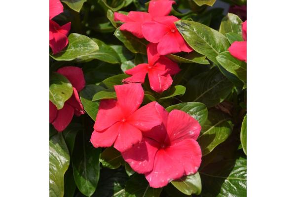 606T/36 VINCA BLOCKBUSTER PUNCH