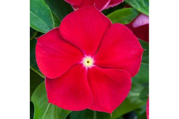 606T/36 VINCA BLOCKBUSTER RED/EYE