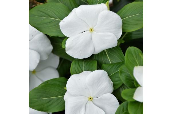 606T/36 VINCA BLOCKBUSTER WHITE
