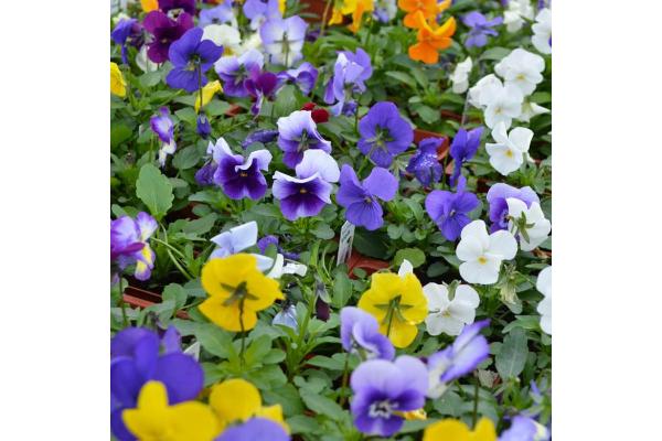 606T/36 VIOLA PENNY LANE MIX