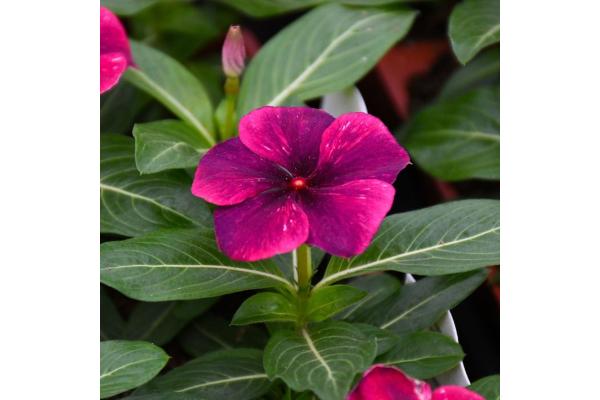 606T/36 VINCA TATTOO BLACK CHERRY