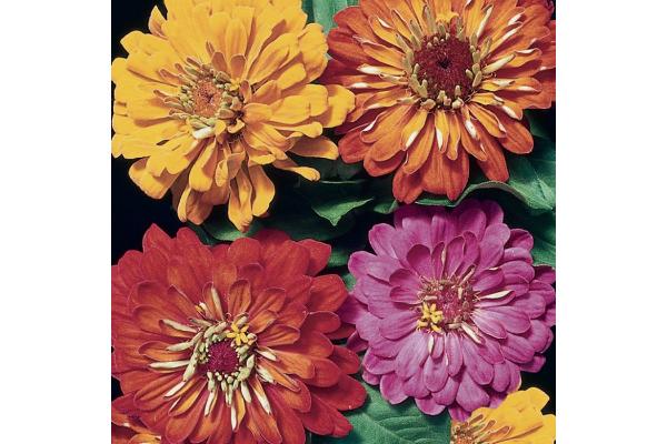 606T/36 ZINNIA STATE FAIR