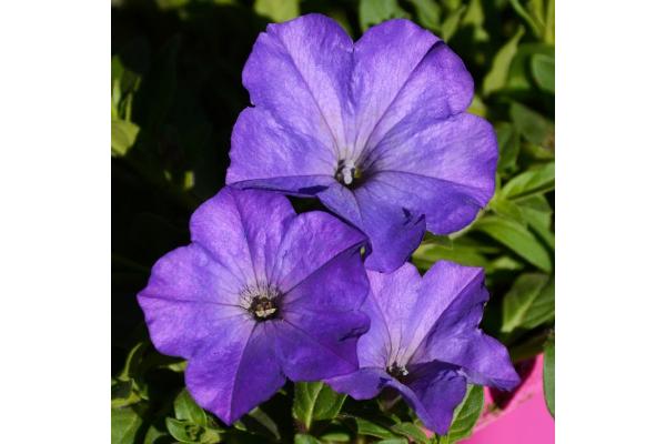 306T/18 PETUNIA EASY WAVE SKY BLUE E3