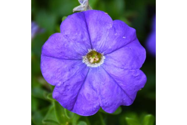 306T/18 PETUNIA EASY WAVE BLUE E3