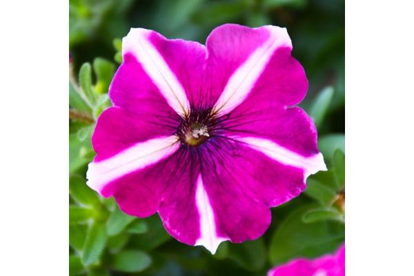 306T/18 PETUNIA EASY WAVE BURGUNDY STAR