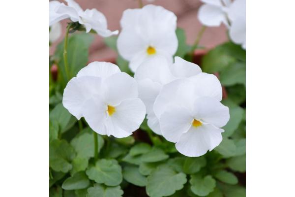 306T/18 VIOLA WHITE