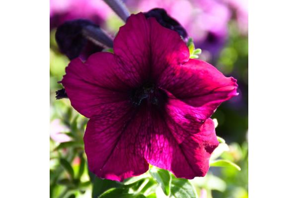 306T/18 PETUNIA EASY WAVE BURGUNDY VELOUR