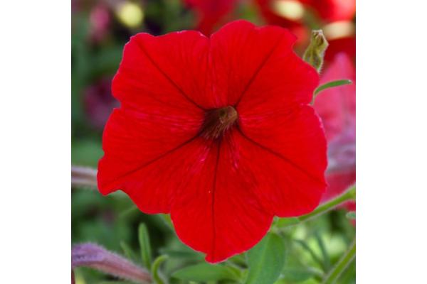 306T/18 PETUNIA EASY WAVE RED E3