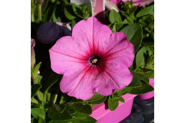 306T/18 PETUNIA EASY WAVE PINK COSMOS E3
