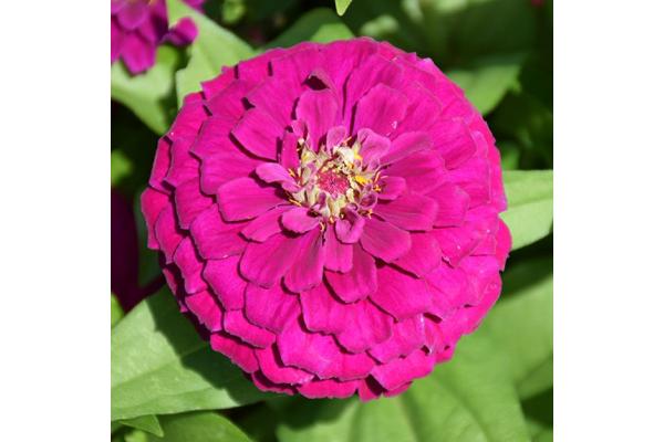 306T/18 ZINNIA ZESTY PURPLE