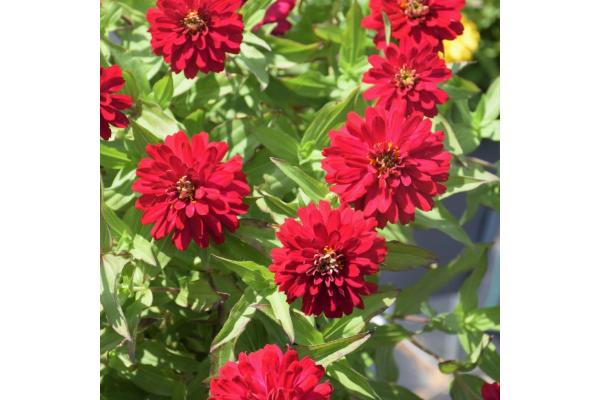 306T/18 ZINNIA ZYDECO CHERRY