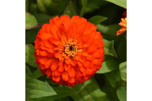 306T/18 ZINNIA ZYDECO FIRE