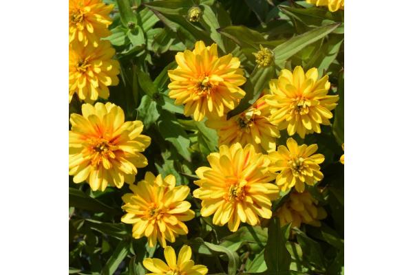 306T/18 ZINNIA ZYDECO DEEP YELLOW