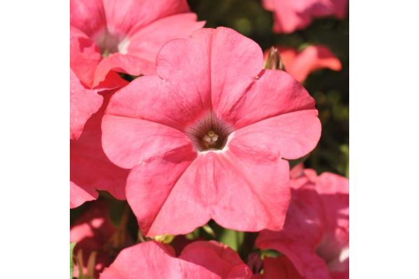 306T/18 PETUNIA EASY WAVE CORAL E3