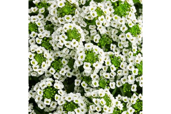 306T/18 ALYSSUM WHITE
