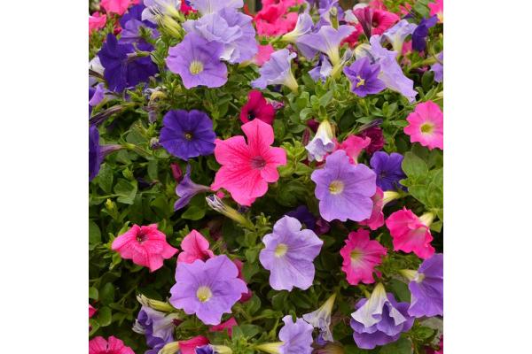306T/18 PETUNIA EASY WAVE VIBRANT MIX