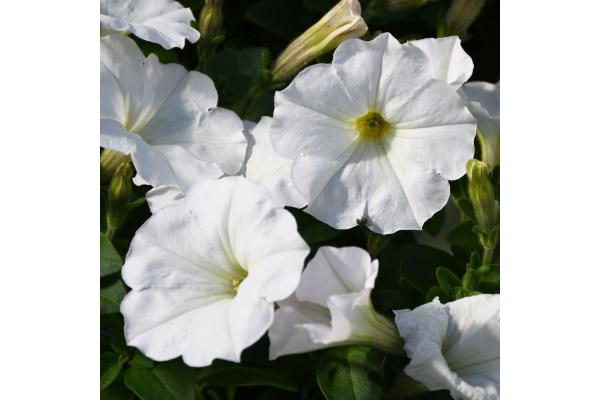 306T/18 PETUNIA EASY WAVE WHITE E3