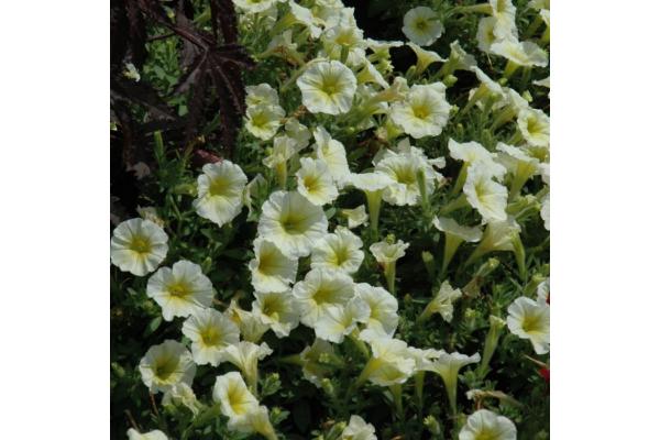 306T/18 PETUNIA EASY WAVE YELLOW E3