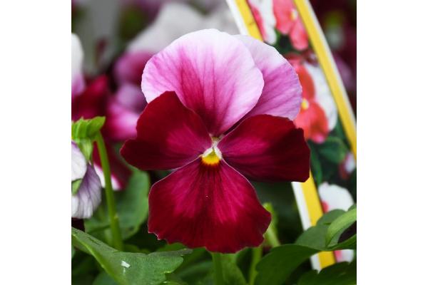306T/18 VIOLA COLORMAX BEACON ROSE