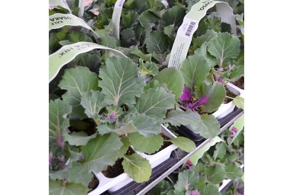 306T/18 KALE OSAKA MIX