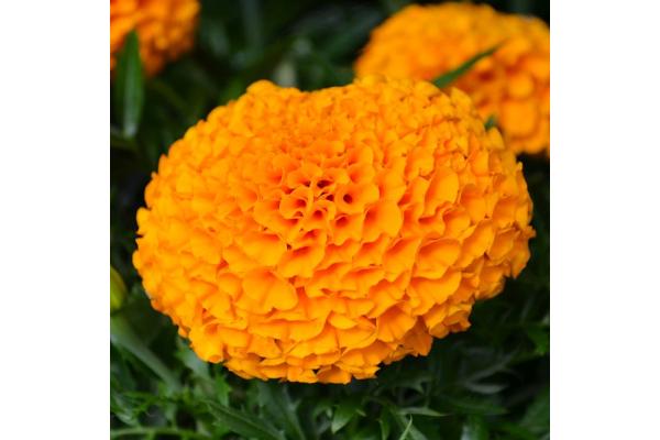 306T/18 MARIGOLD ANTIGUA ORANGE