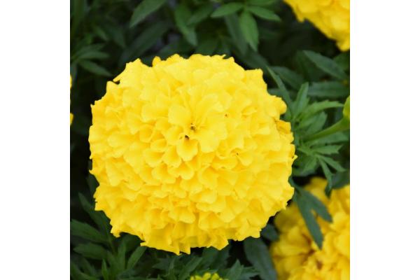 306T/18 MARIGOLD ANTIGUA YELLOW