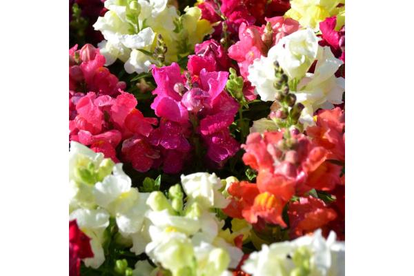 306T/18 SNAPDRAGON DWARF MIX