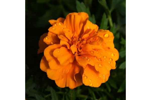 306T/18 MARIGOLD ENDURANCE ORANGE