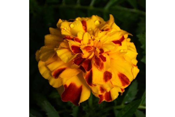 306T/18 MARIGOLD ENDURANCE SUNSET GOLD