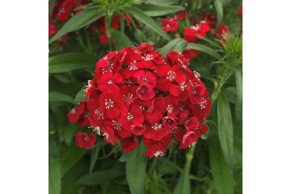 306T/18 DIANTHUS DART SCARLET