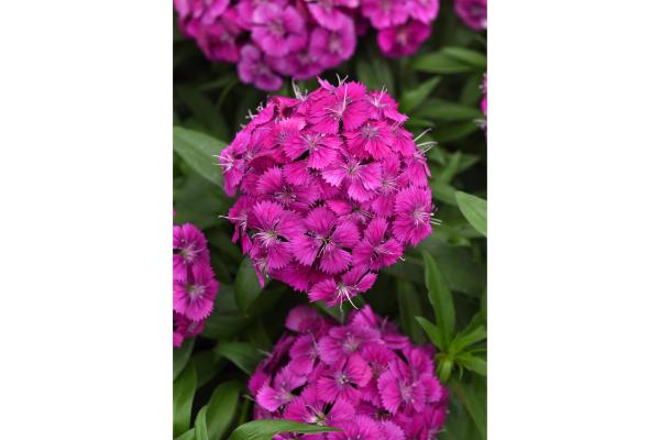 306T/18 DIANTHUS DART PURPLE