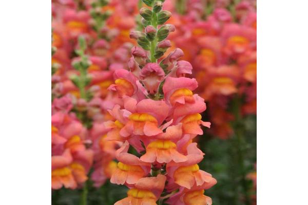 306T/18 SNAPDRAGON DWARF ORANGE