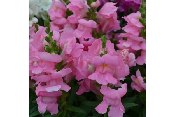 306T/18 SNAPDRAGON DWARF ROSE