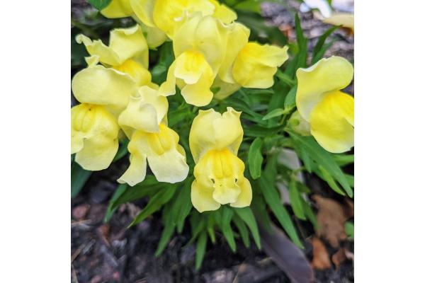 306T/18 SNAPDRAGON DWARF YELLOW
