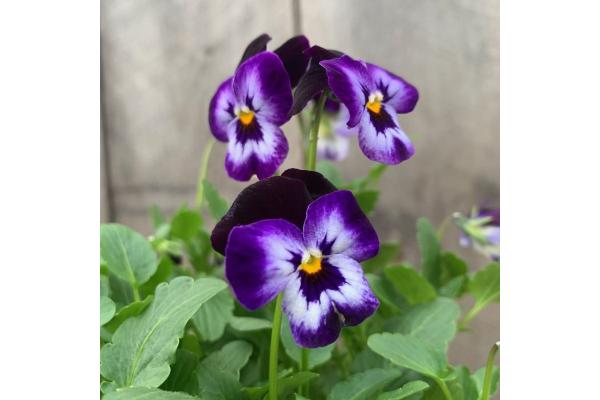 306T/18 VIOLA DENIM JUMP UP