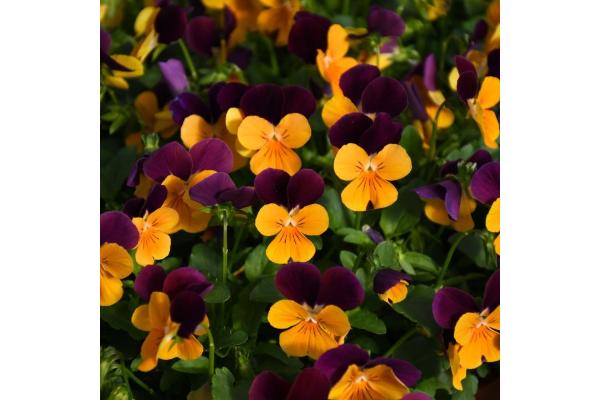 306T/18 VIOLA ORANGE JUMP UP
