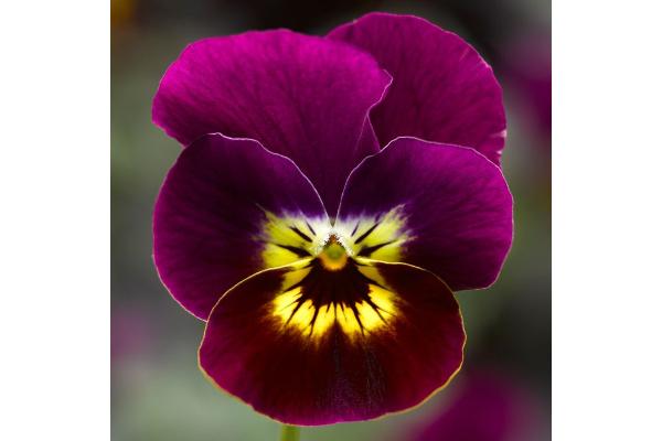 306T/18 VIOLA VIOLET TIGER FACE