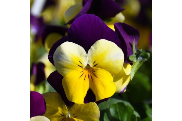 306T/18 VIOLA YELLOW JUMP UP