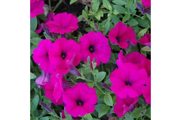 306T/18 PETUNIA WAVE PURPLE