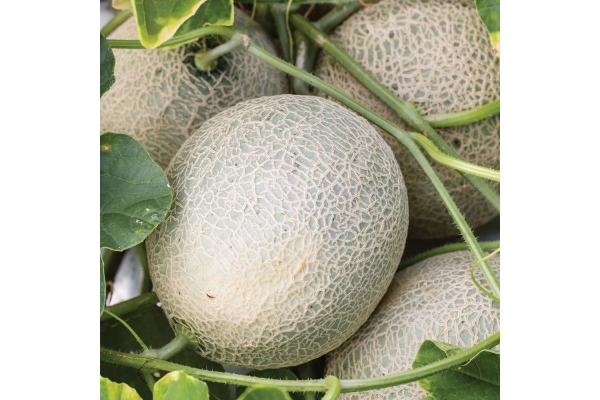 E4.75T/10 CANTALOUPE SUGAR CUBE