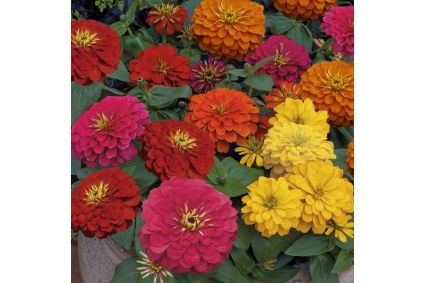 306T/18 ZINNIA MAGELLAN MIX