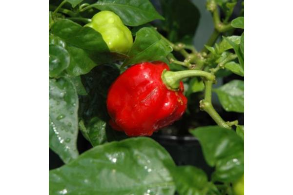 E4.75T/10 PEPPER CAROLINA REAPER