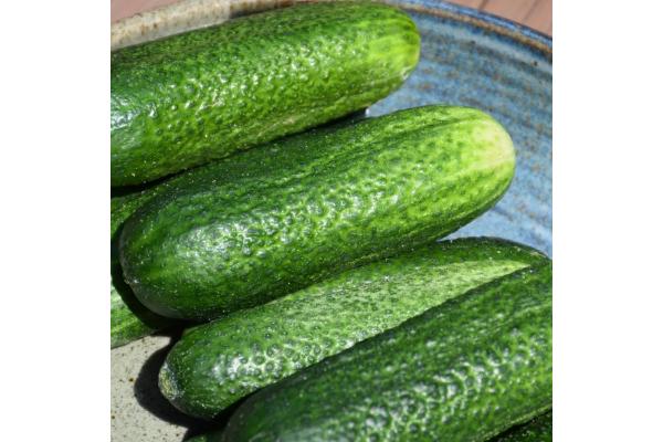 E4.75T/10 CUCUMBER PICKLING