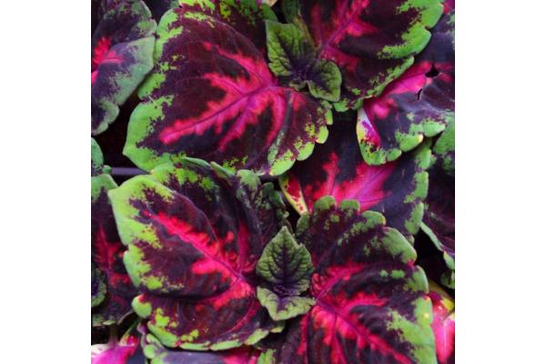 306T/18 COLEUS KONG RED