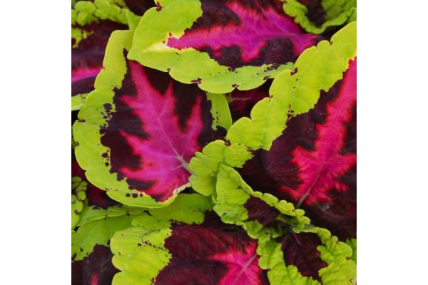 306T/18 COLEUS KONG ROSE