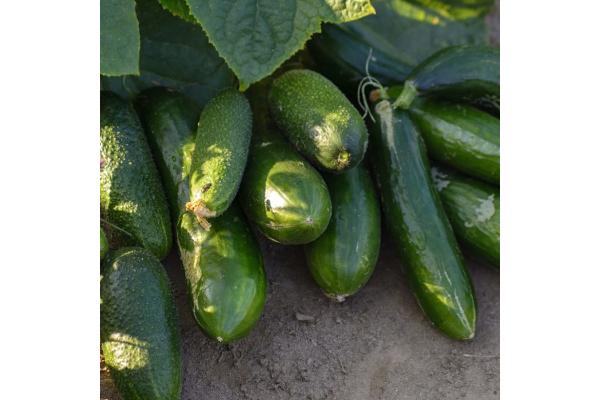 E4.75T/10 CUCUMBER SLICING
