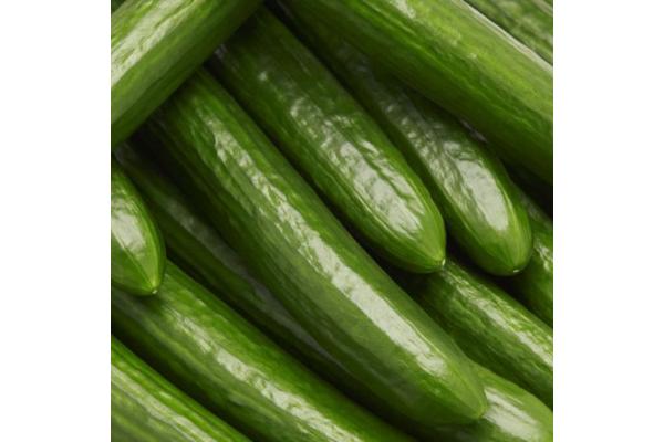 E4.75T/10 CUCUMBER ENGLISH
